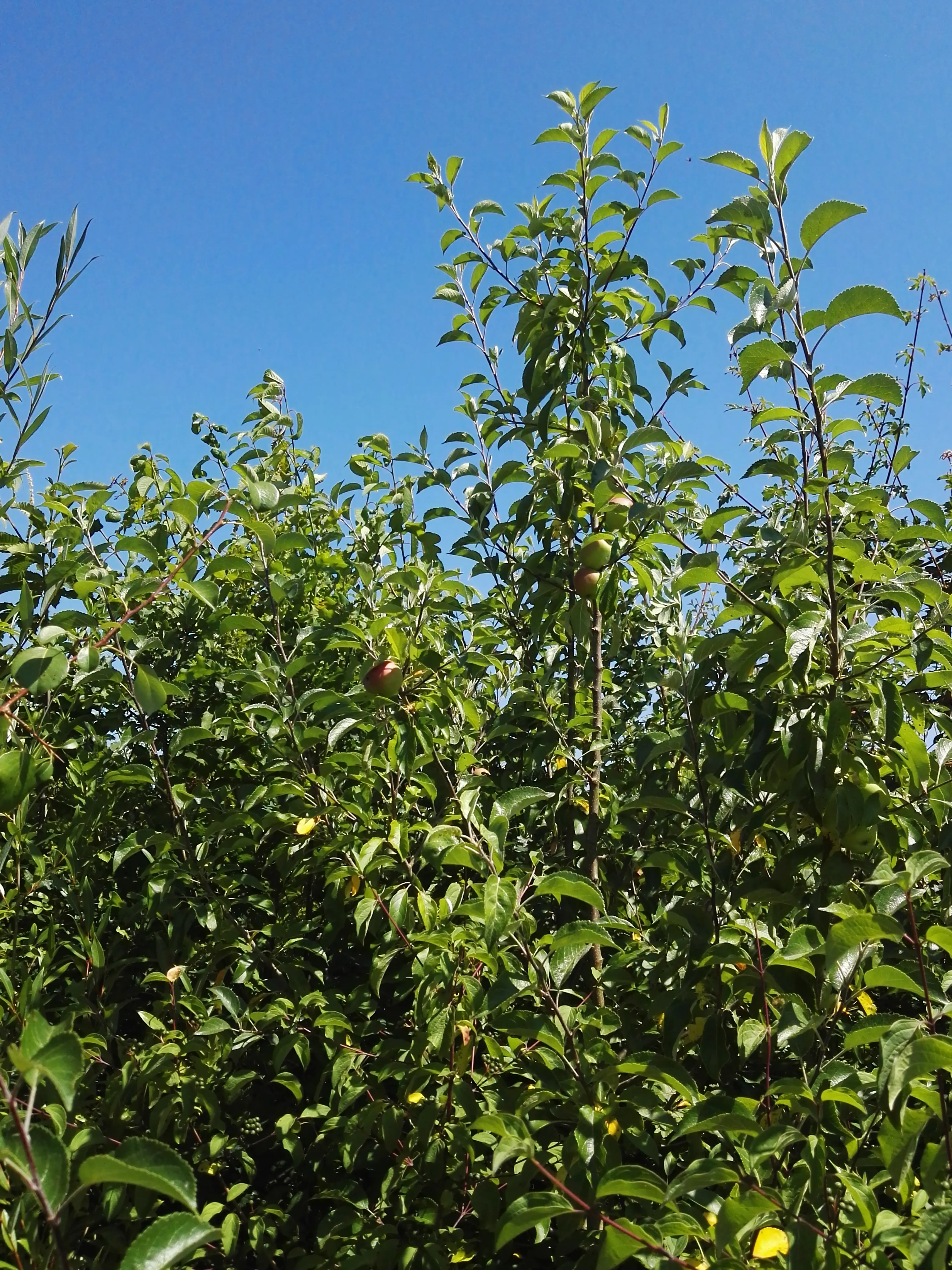 Mini-forêt Miyawaki - Après